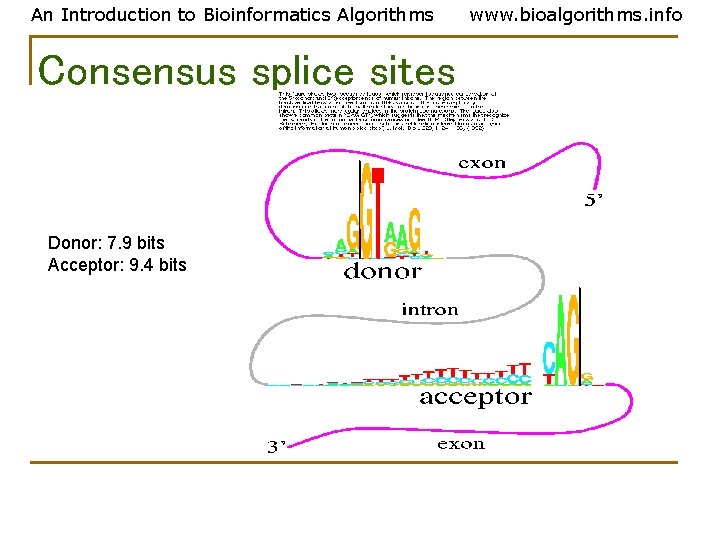 An Introduction to Bioinformatics Algorithms Consensus splice sites Donor: 7. 9 bits Acceptor: 9. An Introduction to Bioinformatics Algorithms Consensus splice sites Donor: 7. 9 bits Acceptor: 9.