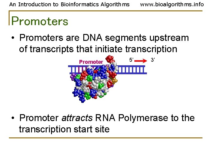 An Introduction to Bioinformatics Algorithms www. bioalgorithms. info Promoters • Promoters are DNA segments An Introduction to Bioinformatics Algorithms www. bioalgorithms. info Promoters • Promoters are DNA segments