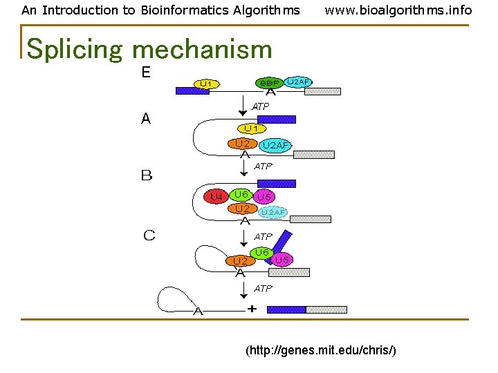 An Introduction to Bioinformatics Algorithms www. bioalgorithms. info Splicing mechanism (http: //genes. mit. edu/chris/) An Introduction to Bioinformatics Algorithms www. bioalgorithms. info Splicing mechanism (http: //genes. mit. edu/chris/)