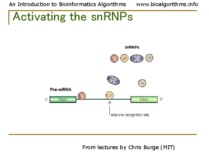 An Introduction to Bioinformatics Algorithms www. bioalgorithms. info Activating the sn. RNPs From lectures An Introduction to Bioinformatics Algorithms www. bioalgorithms. info Activating the sn. RNPs From lectures