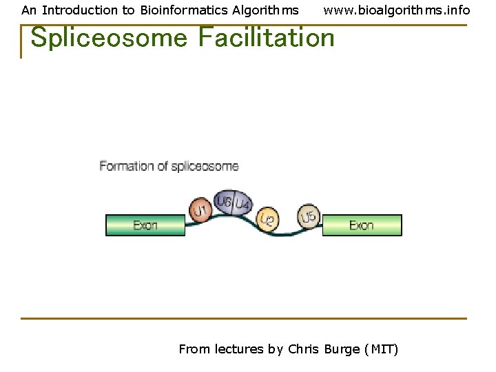 An Introduction to Bioinformatics Algorithms www. bioalgorithms. info Spliceosome Facilitation From lectures by Chris An Introduction to Bioinformatics Algorithms www. bioalgorithms. info Spliceosome Facilitation From lectures by Chris