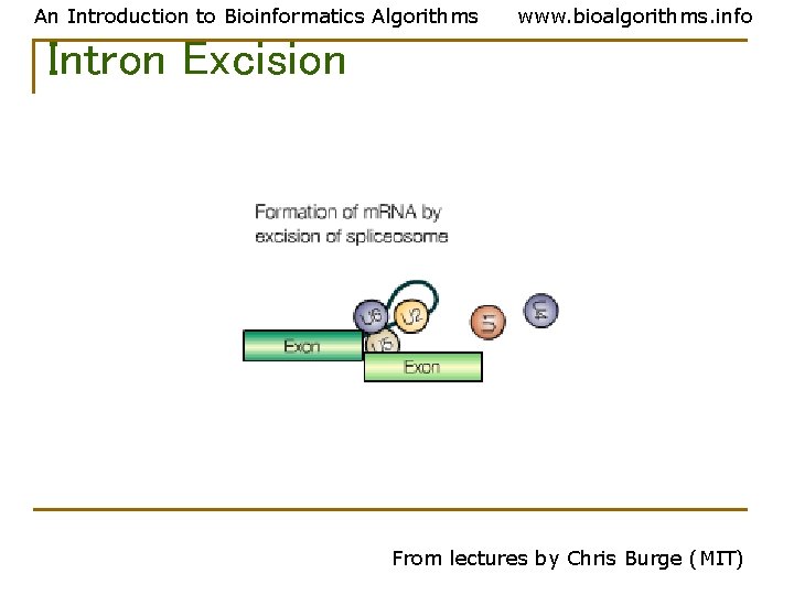 An Introduction to Bioinformatics Algorithms www. bioalgorithms. info Intron Excision From lectures by Chris An Introduction to Bioinformatics Algorithms www. bioalgorithms. info Intron Excision From lectures by Chris