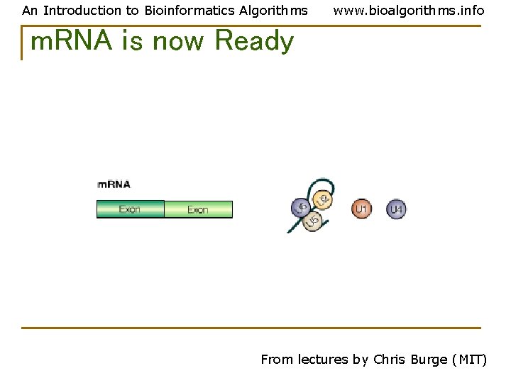 An Introduction to Bioinformatics Algorithms www. bioalgorithms. info m. RNA is now Ready From An Introduction to Bioinformatics Algorithms www. bioalgorithms. info m. RNA is now Ready From