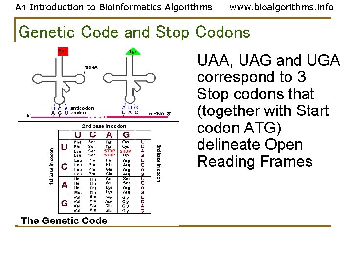 An Introduction to Bioinformatics Algorithms www. bioalgorithms. info Genetic Code and Stop Codons UAA, An Introduction to Bioinformatics Algorithms www. bioalgorithms. info Genetic Code and Stop Codons UAA,