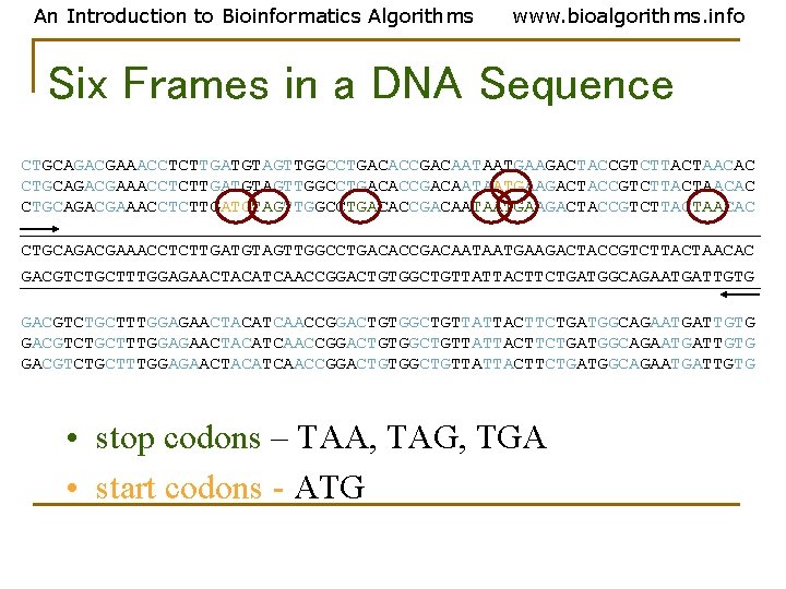 An Introduction to Bioinformatics Algorithms www. bioalgorithms. info Six Frames in a DNA Sequence An Introduction to Bioinformatics Algorithms www. bioalgorithms. info Six Frames in a DNA Sequence