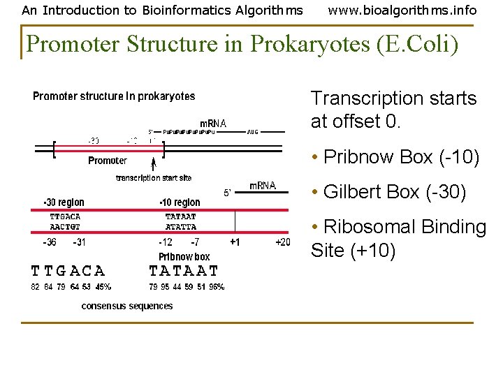 An Introduction to Bioinformatics Algorithms www. bioalgorithms. info Promoter Structure in Prokaryotes (E. Coli) An Introduction to Bioinformatics Algorithms www. bioalgorithms. info Promoter Structure in Prokaryotes (E. Coli)
