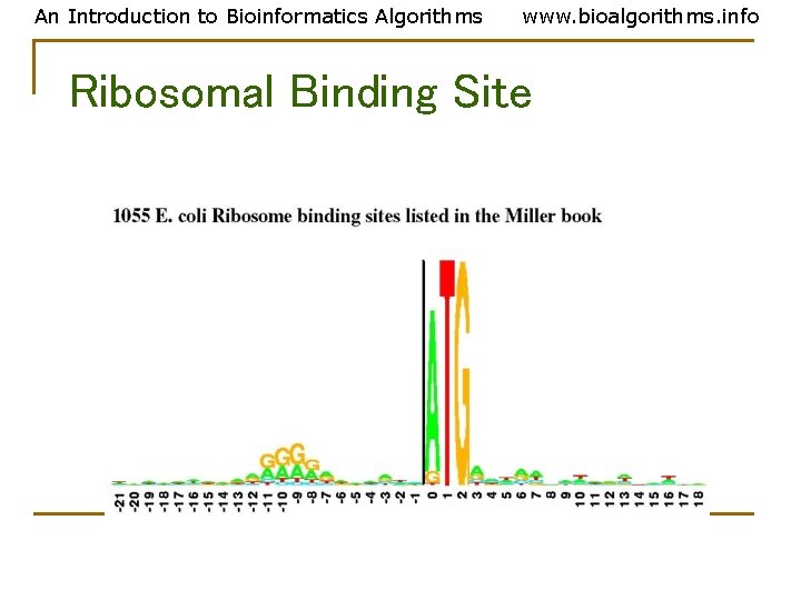 An Introduction to Bioinformatics Algorithms www. bioalgorithms. info Ribosomal Binding Site An Introduction to Bioinformatics Algorithms www. bioalgorithms. info Ribosomal Binding Site