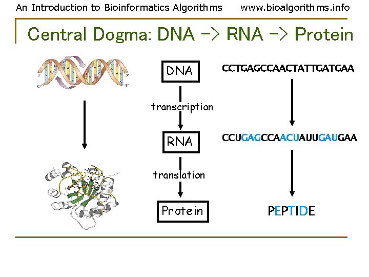 An Introduction to Bioinformatics Algorithms www. bioalgorithms. info Central Dogma: DNA -> RNA -> An Introduction to Bioinformatics Algorithms www. bioalgorithms. info Central Dogma: DNA -> RNA ->