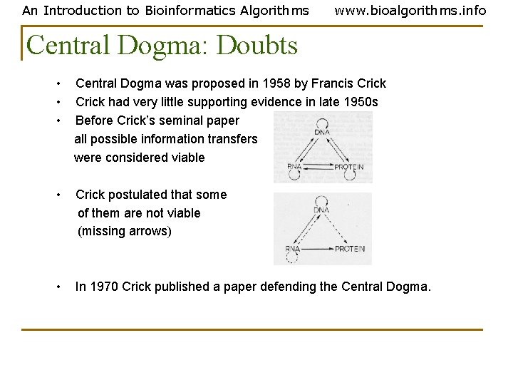 An Introduction to Bioinformatics Algorithms www. bioalgorithms. info Central Dogma: Doubts • • • An Introduction to Bioinformatics Algorithms www. bioalgorithms. info Central Dogma: Doubts • • •