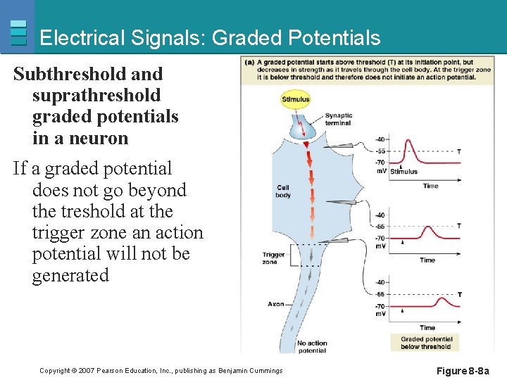 Electrical Signals: Graded Potentials Subthreshold and suprathreshold graded potentials in a neuron If a