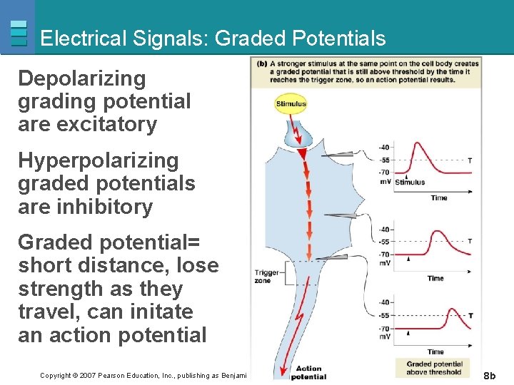 Electrical Signals: Graded Potentials Depolarizing grading potential are excitatory Hyperpolarizing graded potentials are inhibitory