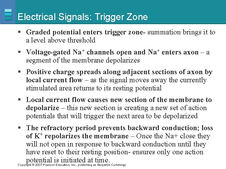 Electrical Signals: Trigger Zone § Graded potential enters trigger zone- summation brings it to