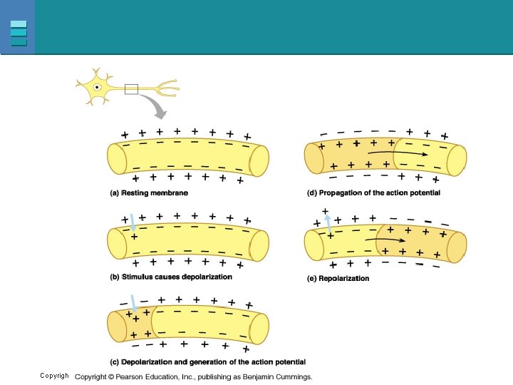 Copyright © 2007 Pearson Education, Inc. , publishing as Benjamin Cummings 