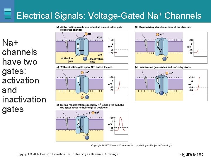 Electrical Signals: Voltage-Gated Na+ Channels Na+ channels have two gates: activation and inactivation gates