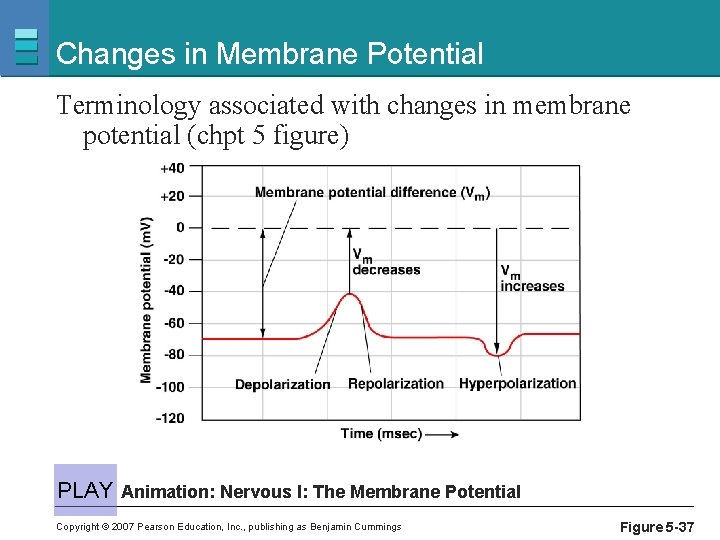 Changes in Membrane Potential Terminology associated with changes in membrane potential (chpt 5 figure)