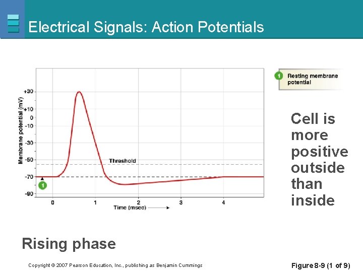 Electrical Signals: Action Potentials Cell is more positive outside than inside Rising phase Copyright