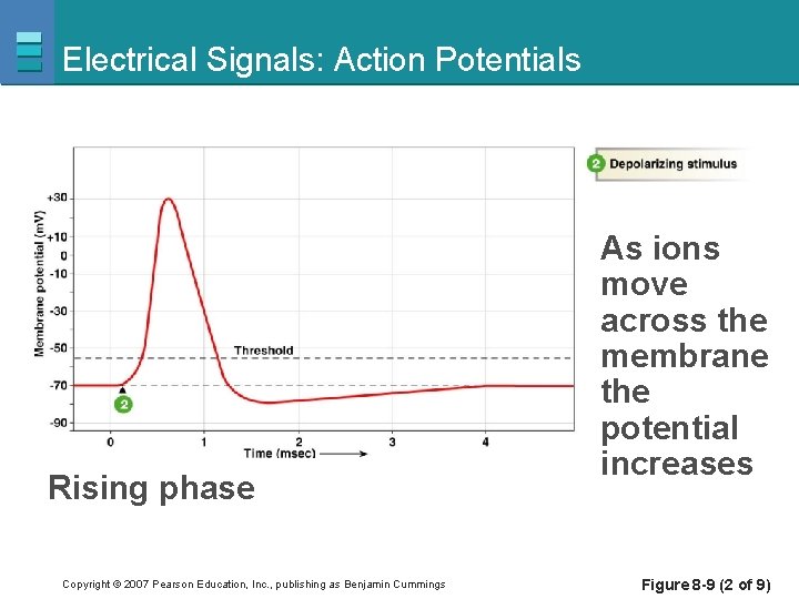 Electrical Signals: Action Potentials Rising phase Copyright © 2007 Pearson Education, Inc. , publishing