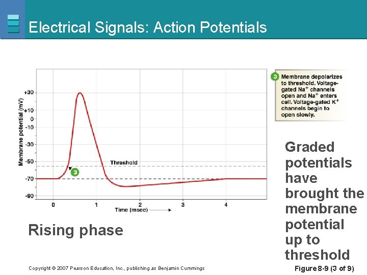 Electrical Signals: Action Potentials Rising phase Copyright © 2007 Pearson Education, Inc. , publishing