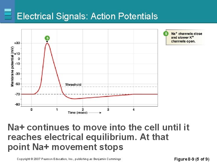 Electrical Signals: Action Potentials Na+ continues to move into the cell until it reaches