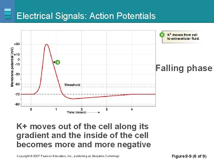 Electrical Signals: Action Potentials Falling phase K+ moves out of the cell along its