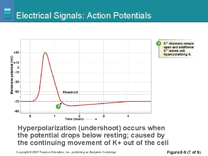 Electrical Signals: Action Potentials Hyperpolarization (undershoot) occurs when the potential drops below resting; caused