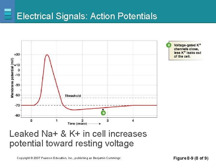 Electrical Signals: Action Potentials Leaked Na+ & K+ in cell increases potential toward resting