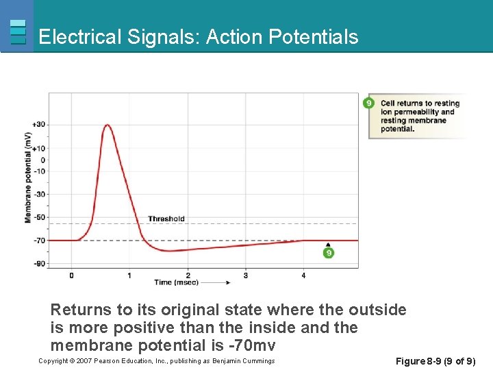 Electrical Signals: Action Potentials Returns to its original state where the outside is more