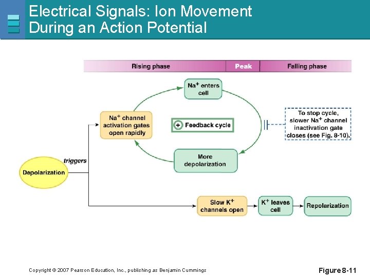 Electrical Signals: Ion Movement During an Action Potential Copyright © 2007 Pearson Education, Inc.