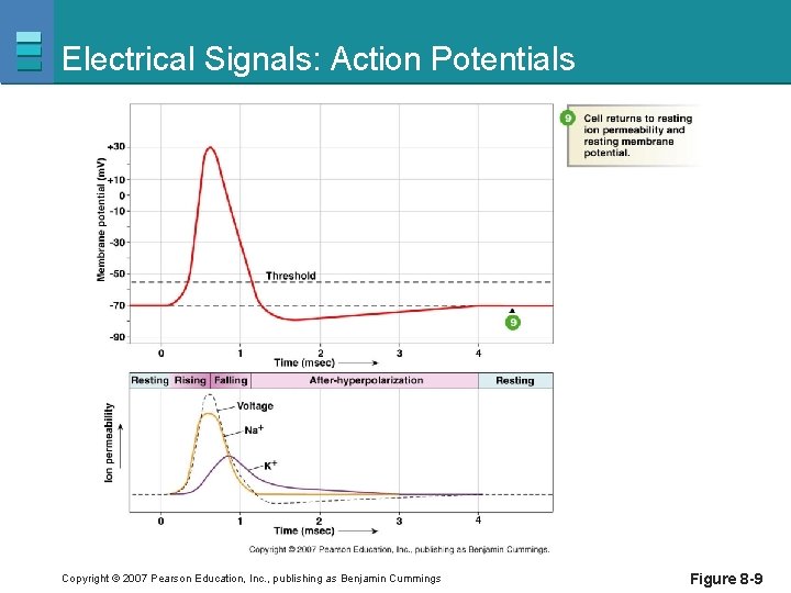 Electrical Signals: Action Potentials Copyright © 2007 Pearson Education, Inc. , publishing as Benjamin