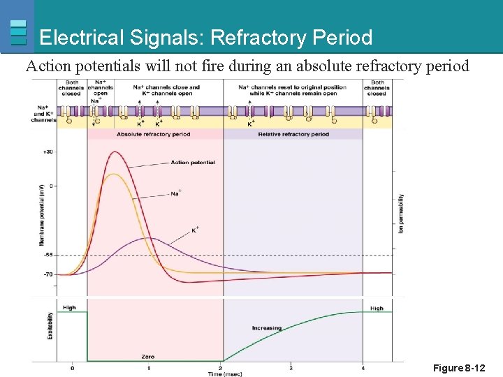 Electrical Signals: Refractory Period Action potentials will not fire during an absolute refractory period