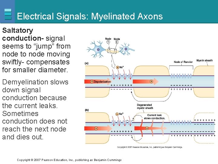 Electrical Signals: Myelinated Axons Saltatory conduction- signal seems to “jump” from node to node