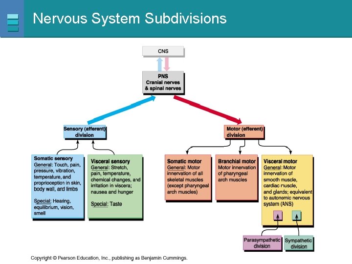 Nervous System Subdivisions Copyright © 2007 Pearson Education, Inc. , publishing as Benjamin Cummings