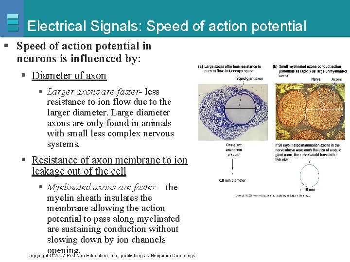 Electrical Signals: Speed of action potential § Speed of action potential in neurons is