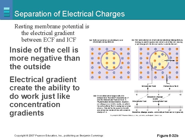 Separation of Electrical Charges Resting membrane potential is the electrical gradient between ECF and