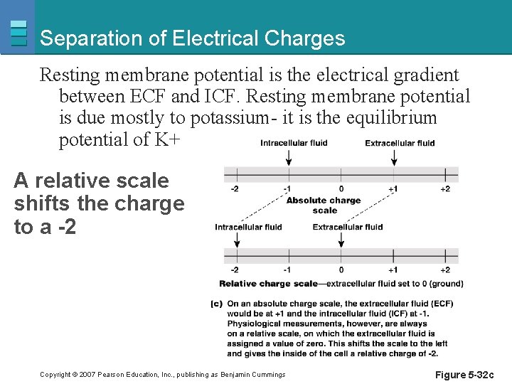 Separation of Electrical Charges Resting membrane potential is the electrical gradient between ECF and