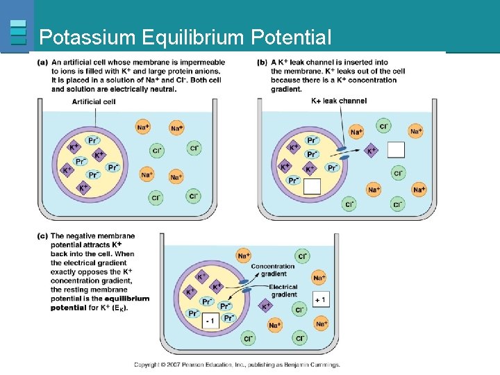 Potassium Equilibrium Potential Copyright © 2007 Pearson Education, Inc. , publishing as Benjamin Cummings