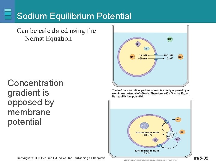 Sodium Equilibrium Potential Can be calculated using the Nernst Equation Concentration gradient is opposed