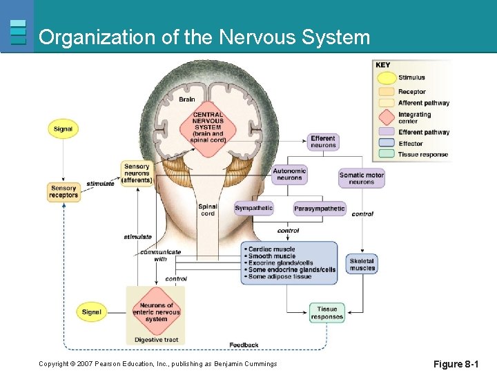 Organization of the Nervous System Copyright © 2007 Pearson Education, Inc. , publishing as