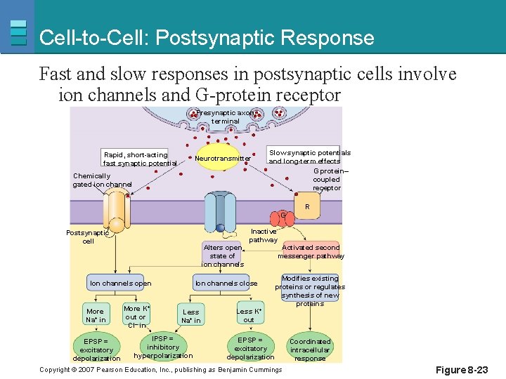 Cell-to-Cell: Postsynaptic Response Fast and slow responses in postsynaptic cells involve ion channels and