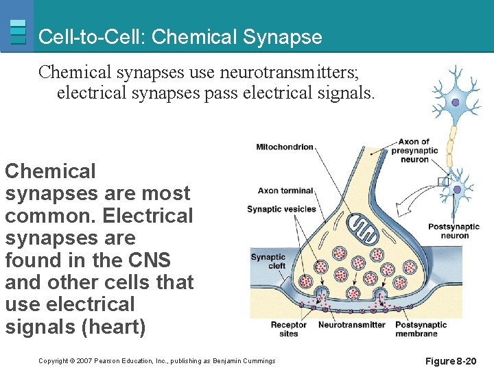 Cell-to-Cell: Chemical Synapse Chemical synapses use neurotransmitters; electrical synapses pass electrical signals. Chemical synapses