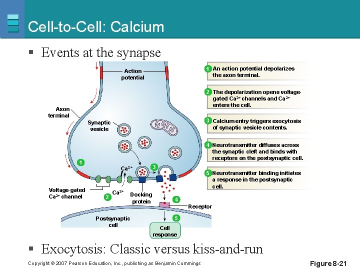 Cell-to-Cell: Calcium § Events at the synapse 1 An action potential depolarizes the axon