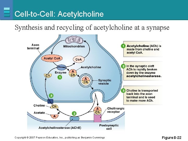 Cell-to-Cell: Acetylcholine Synthesis and recycling of acetylcholine at a synapse Copyright © 2007 Pearson