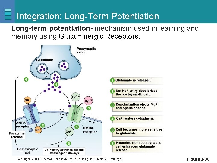 Integration: Long-Term Potentiation Long-term potentiation- mechanism used in learning and memory using Glutaminergic Receptors.