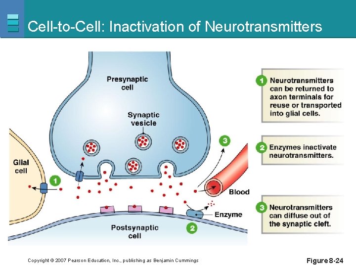 Cell-to-Cell: Inactivation of Neurotransmitters Copyright © 2007 Pearson Education, Inc. , publishing as Benjamin