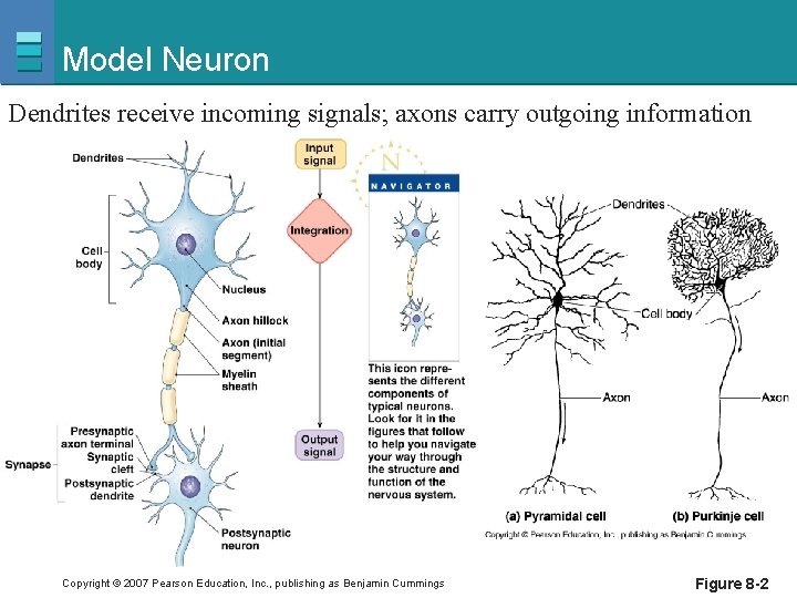 Model Neuron Dendrites receive incoming signals; axons carry outgoing information Copyright © 2007 Pearson