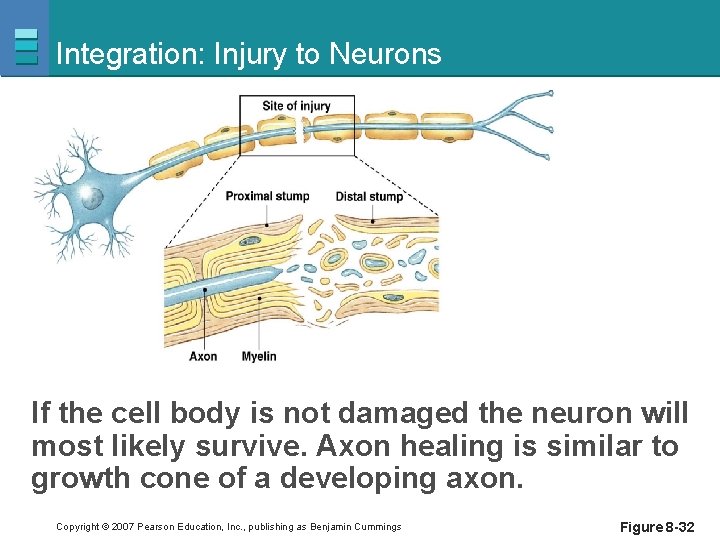 Integration: Injury to Neurons If the cell body is not damaged the neuron will