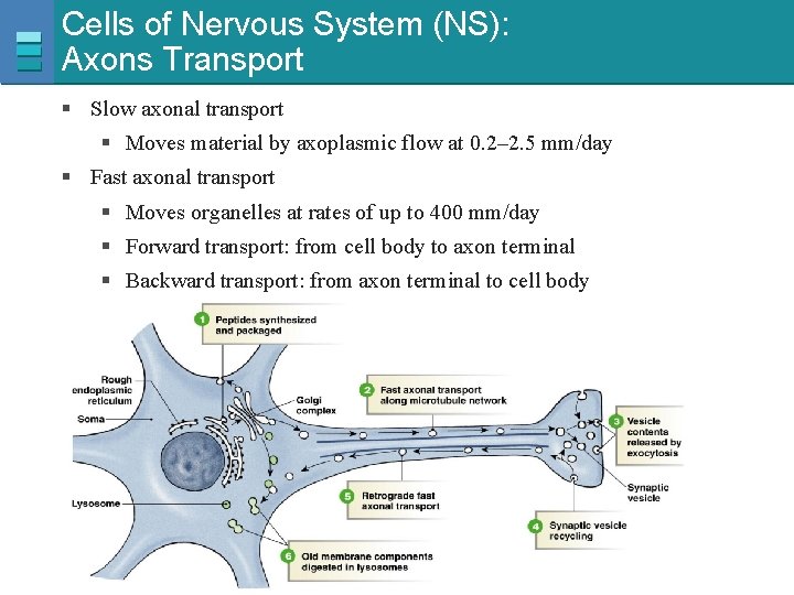 Cells of Nervous System (NS): Axons Transport § Slow axonal transport § Moves material