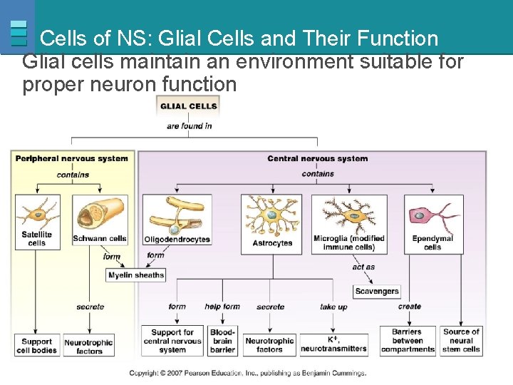 Cells of NS: Glial Cells and Their Function Glial cells maintain an environment suitable