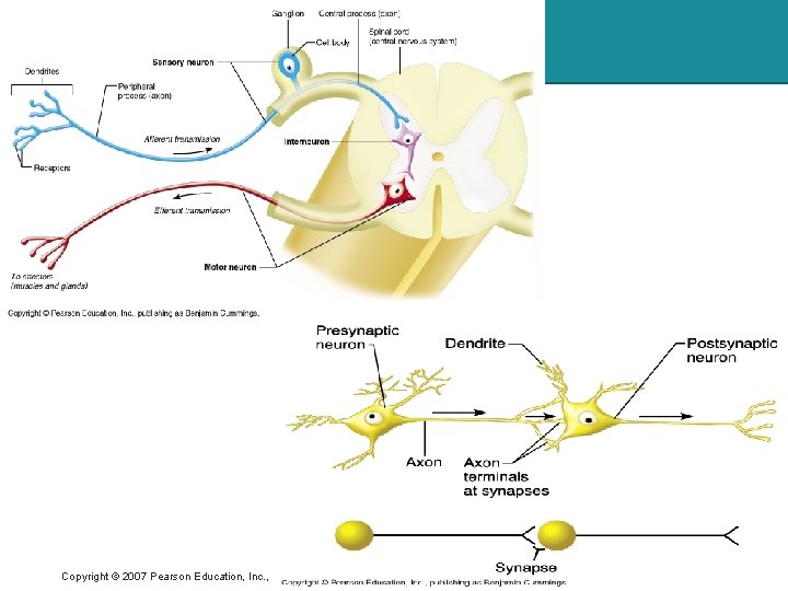 Copyright © 2007 Pearson Education, Inc. , publishing as Benjamin Cummings 