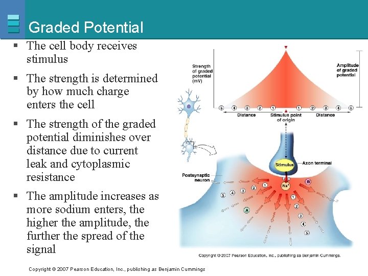 Graded Potential § The cell body receives stimulus § The strength is determined by
